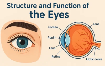 Structure and Function of the Eyes